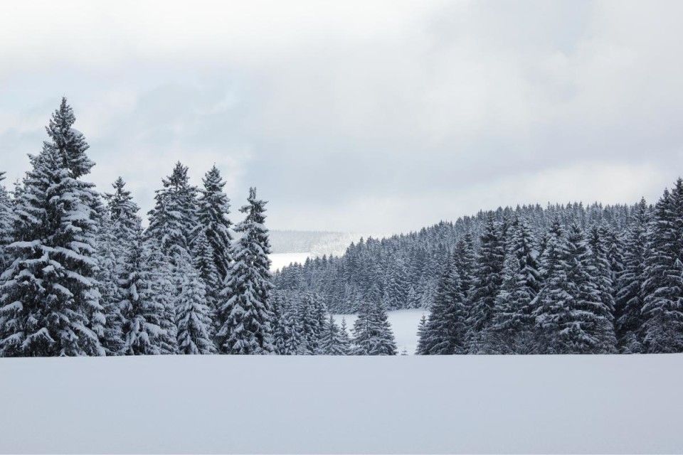 14 Schwarzwald