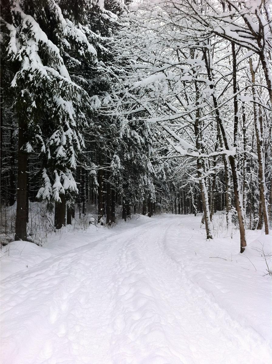 15 Schwarzwald