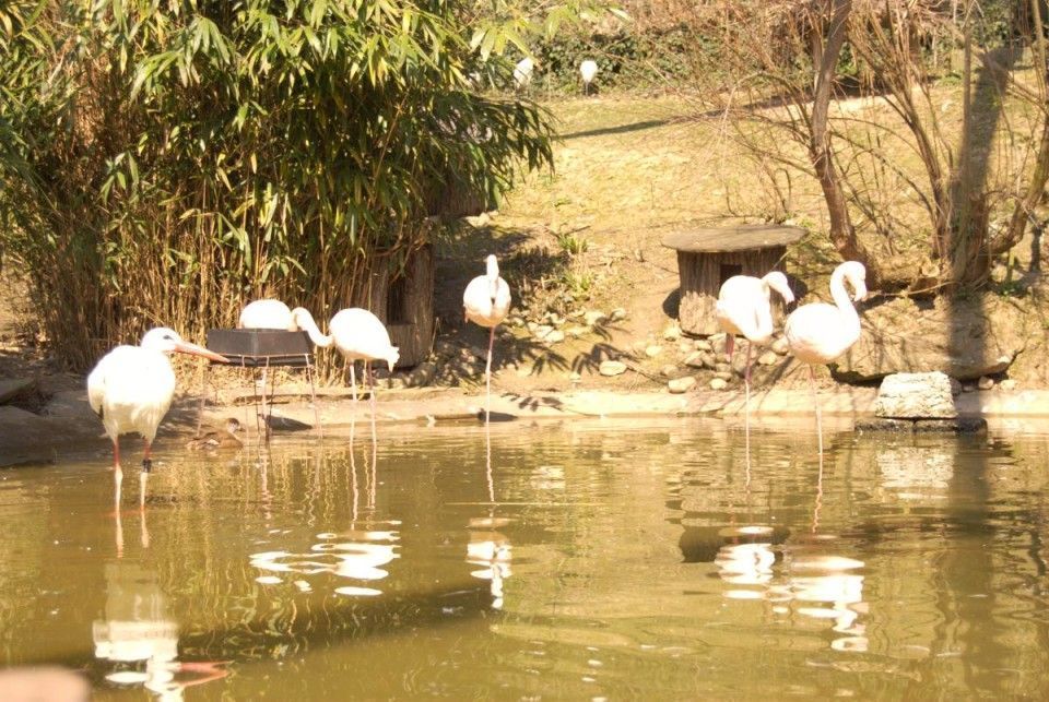 22 flamingo flamenco