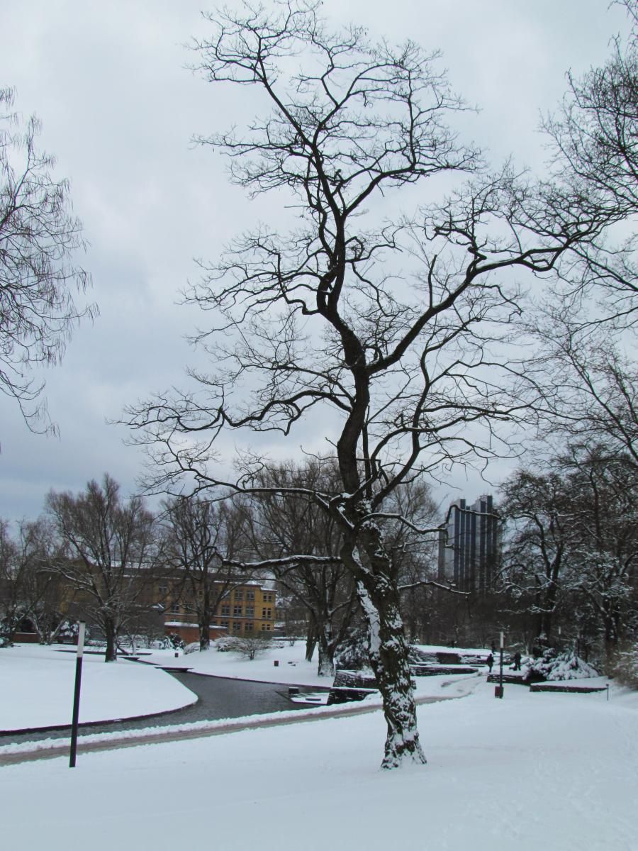 22 parque invierno Hamburgo