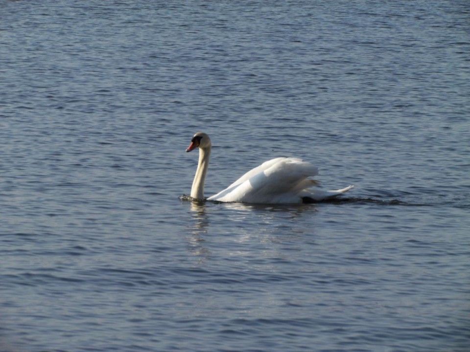 24 swan cisne